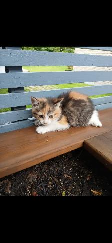 Kittens for sale (8 weeks ) - Photo 2