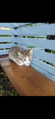 Kittens for sale (8 weeks ) - Photo 3