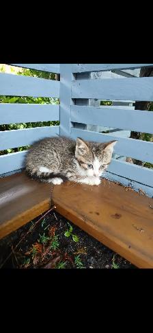 Kittens for sale (8 weeks ) - Photo 5