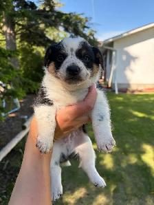 Pembroke Corgi X Mini Blue Heeler - Photo 2