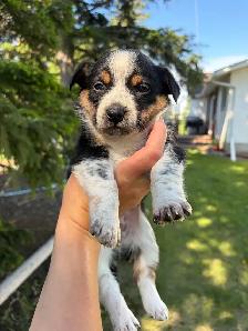 Pembroke Corgi X Mini Blue Heeler - Photo 3