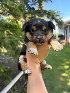Pembroke Corgi X Mini Blue Heeler - Photo 4