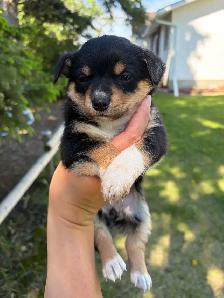 Pembroke Corgi X Mini Blue Heeler - Photo 5