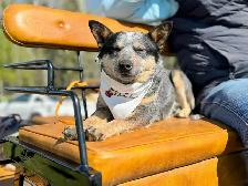 Pembroke Corgi X Mini Blue Heeler - Photo 6