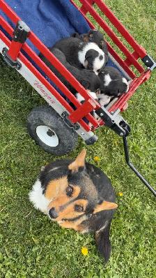 Pembroke Corgi X Mini Blue Heeler - Photo 7