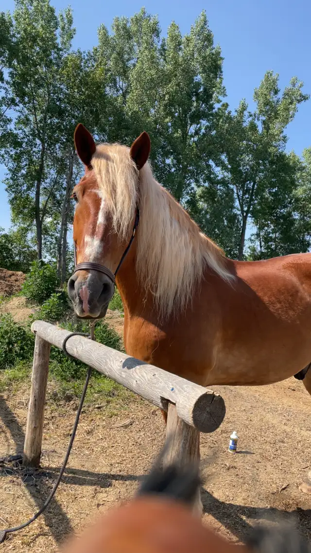 Safe & Versatile Gentle Giant – 15yo Belgian Gelding