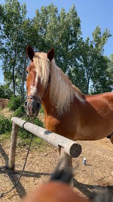 Safe & Versatile Gentle Giant – 15yo Belgian Gelding