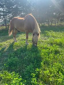 Safe & Versatile Gentle Giant – 15yo Belgian Gelding - Photo 2
