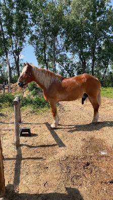 Safe & Versatile Gentle Giant – 15yo Belgian Gelding - Photo 3