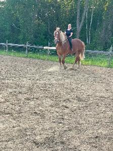 Safe & Versatile Gentle Giant – 15yo Belgian Gelding - Photo 4