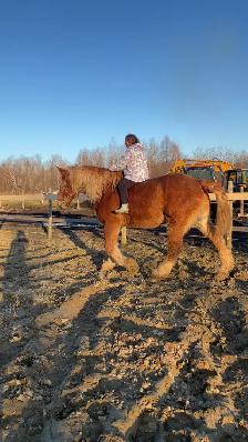 Safe & Versatile Gentle Giant – 15yo Belgian Gelding - Photo 5