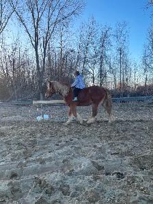 Safe & Versatile Gentle Giant – 15yo Belgian Gelding - Photo 6