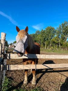 Safe & Versatile Gentle Giant – 15yo Belgian Gelding - Photo 7