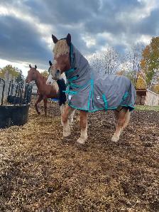 Safe & Versatile Gentle Giant – 15yo Belgian Gelding - Photo 8