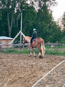 Safe & Versatile Gentle Giant – 15yo Belgian Gelding - Photo 9