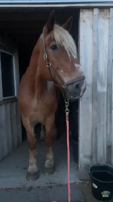 Safe & Versatile Gentle Giant – 15yo Belgian Gelding - Photo 10