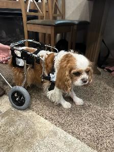 Wheelcart for dogs - Photo 3