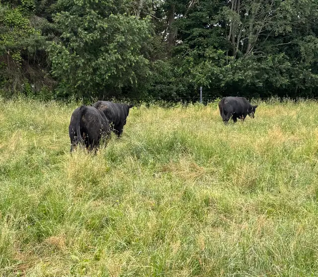 BULLS FOR SALE