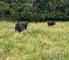 BULLS FOR SALE