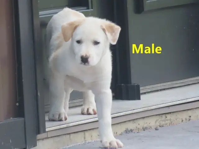 Collie mix.