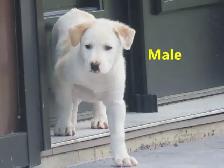 Collie mix.