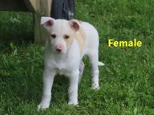 Collie mix. - Photo 2