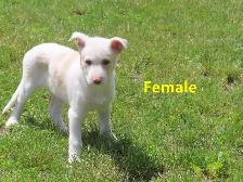 Collie mix. - Photo 3
