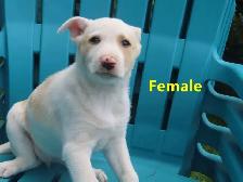 Collie mix. - Photo 4