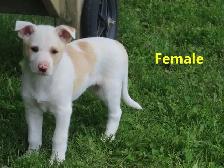 Collie mix. - Photo 5