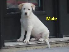 Collie mix. - Photo 6