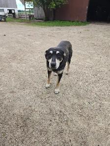 Collie mix. - Photo 7