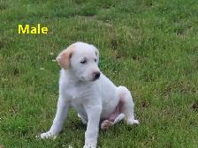 Collie mix. - Photo 8