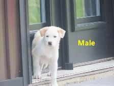 Collie mix. - Photo 9