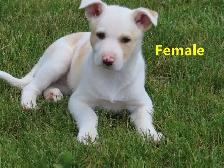 Collie mix. - Photo 10
