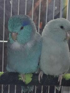 couple de celestes - Photo 3