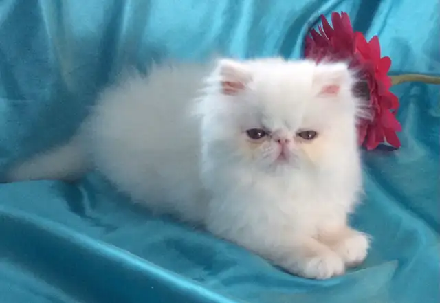 PURE BRED PERSIAN, REGISTERED REEDER, WHITE, TAKING DEPOSITS