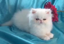 PURE BRED PERSIAN, REGISTERED REEDER, WHITE, TAKING DEPOSITS