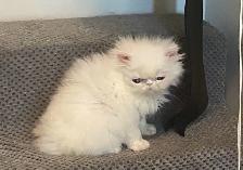 PURE BRED PERSIAN, REGISTERED REEDER, WHITE, TAKING DEPOSITS - Photo 2