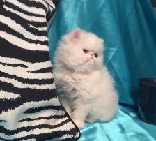 PURE BRED PERSIAN, REGISTERED REEDER, WHITE, TAKING DEPOSITS - Photo 3