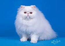 PURE BRED PERSIAN, REGISTERED REEDER, WHITE, TAKING DEPOSITS - Photo 4