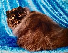 PURE BRED PERSIAN, REGISTERED REEDER, WHITE, TAKING DEPOSITS - Photo 5