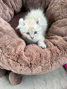 chaton highland. lynx - Photo 3