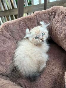 chaton highland. lynx - Photo 5