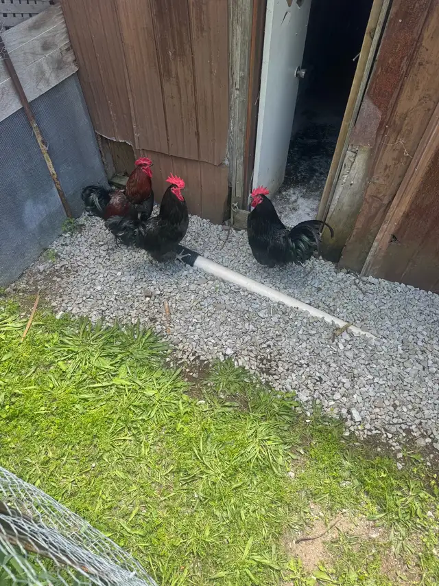 roosters