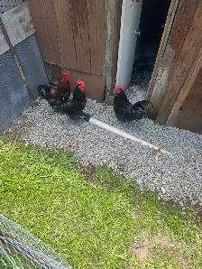 roosters