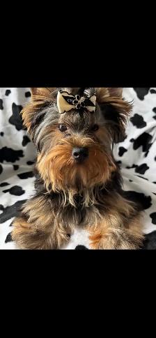 Yorkie Puppy CKCRegisterd
