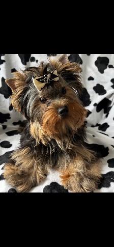 Yorkie Puppy CKCRegisterd - Photo 2