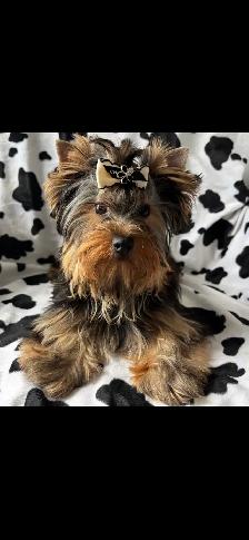 Yorkie Puppy CKCRegisterd - Photo 3