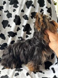 Yorkie Puppy CKCRegisterd - Photo 4