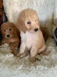 Beautiful smart standards poodle puppies